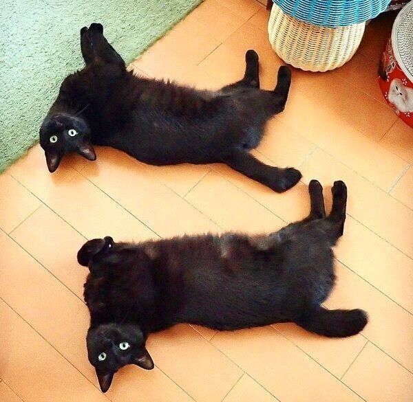 寝転がるななちゃんとはちちゃん
