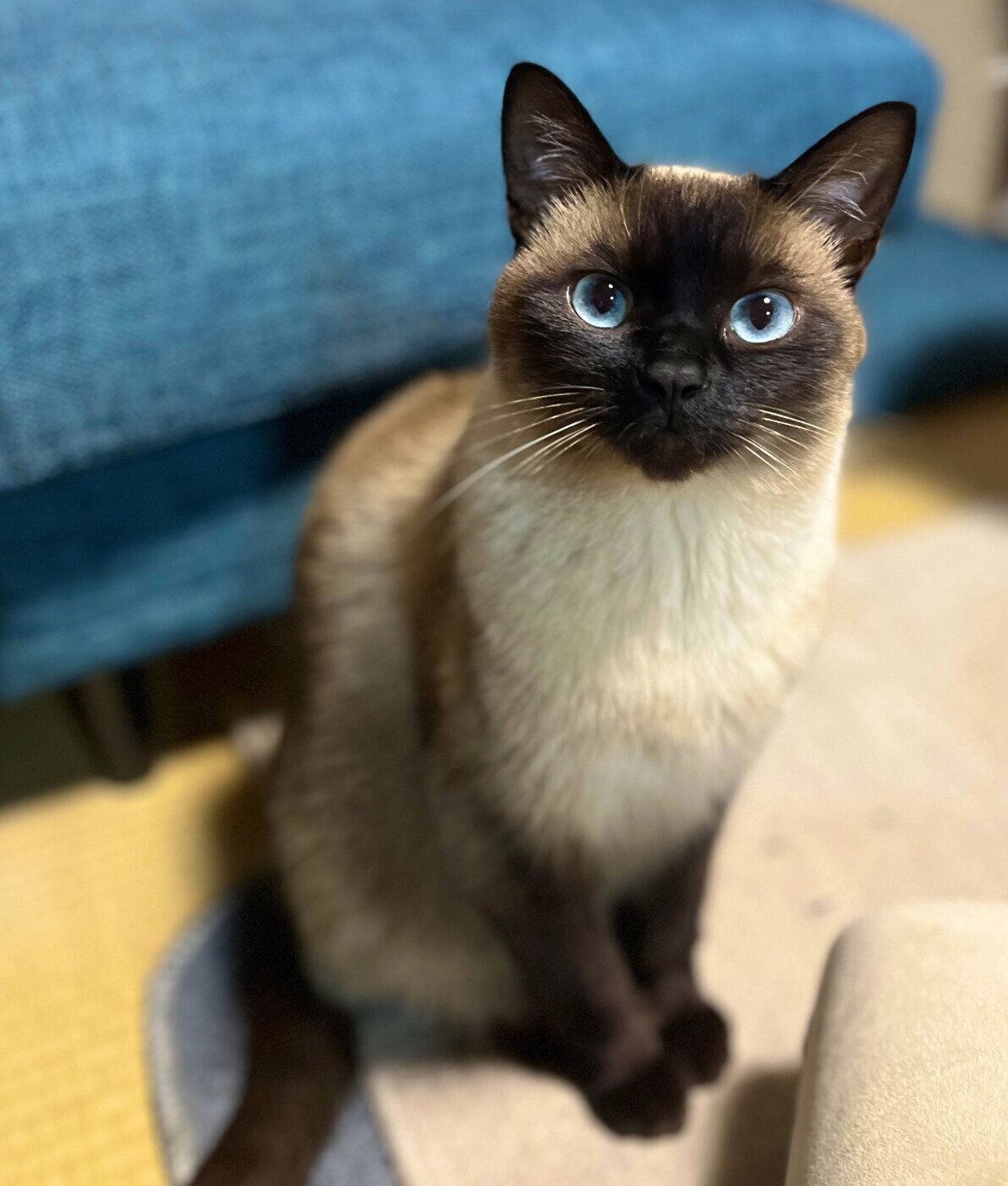 見つめるぷよくん