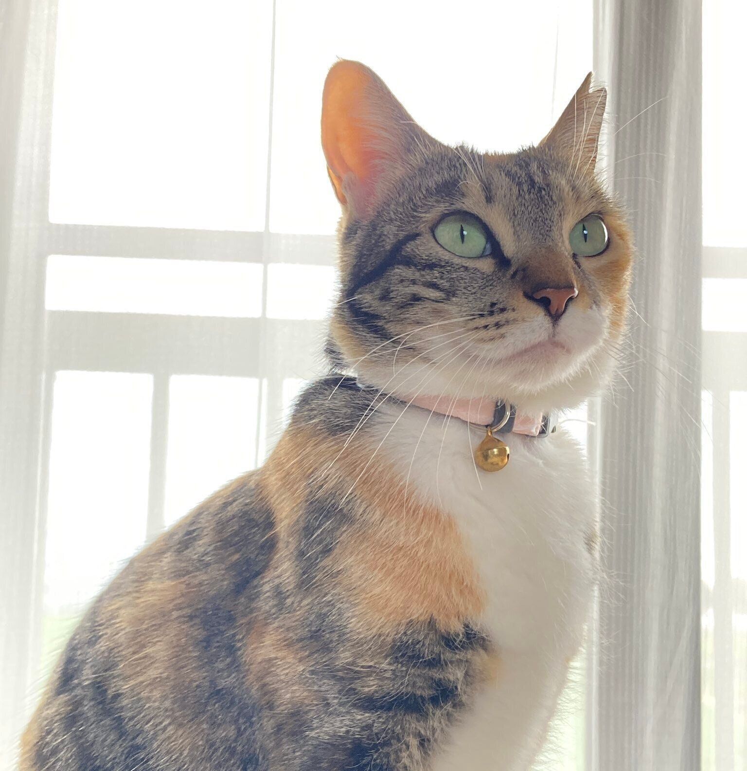 家の中をパトロールするみけちゃん