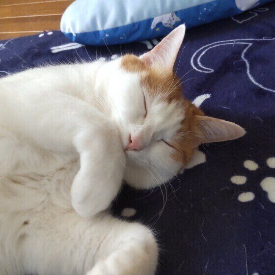 お昼寝中のルイちゃん