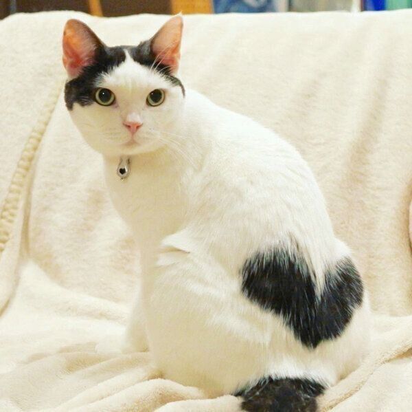 体に大きなハート模様があるいくらちゃん