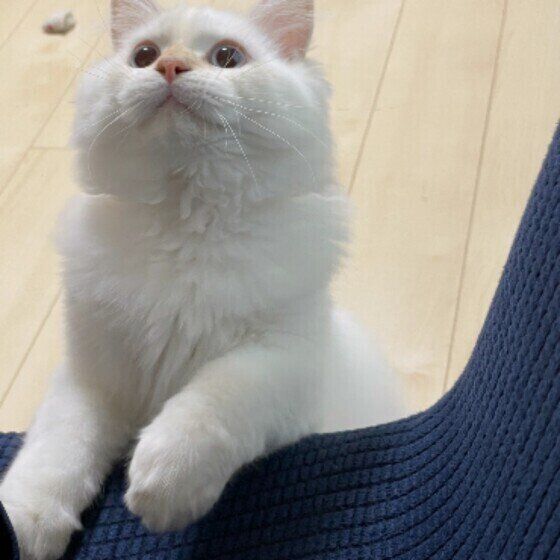 サイベリアンのアルくん