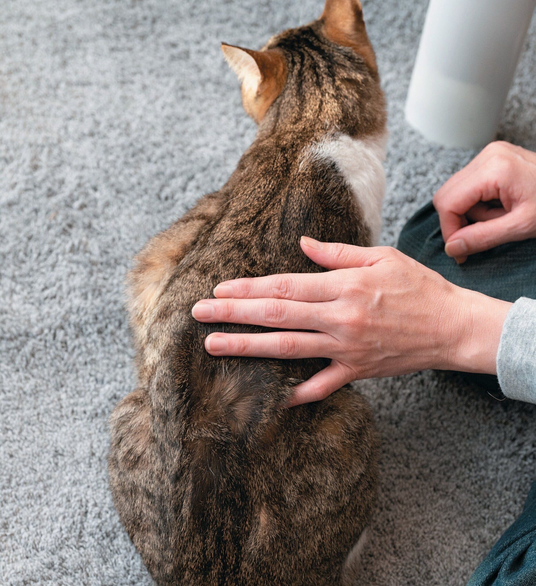 毛並みに逆らう猫のなで方