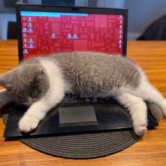 パソコンの上に寝転がるブリティッシュショートヘア