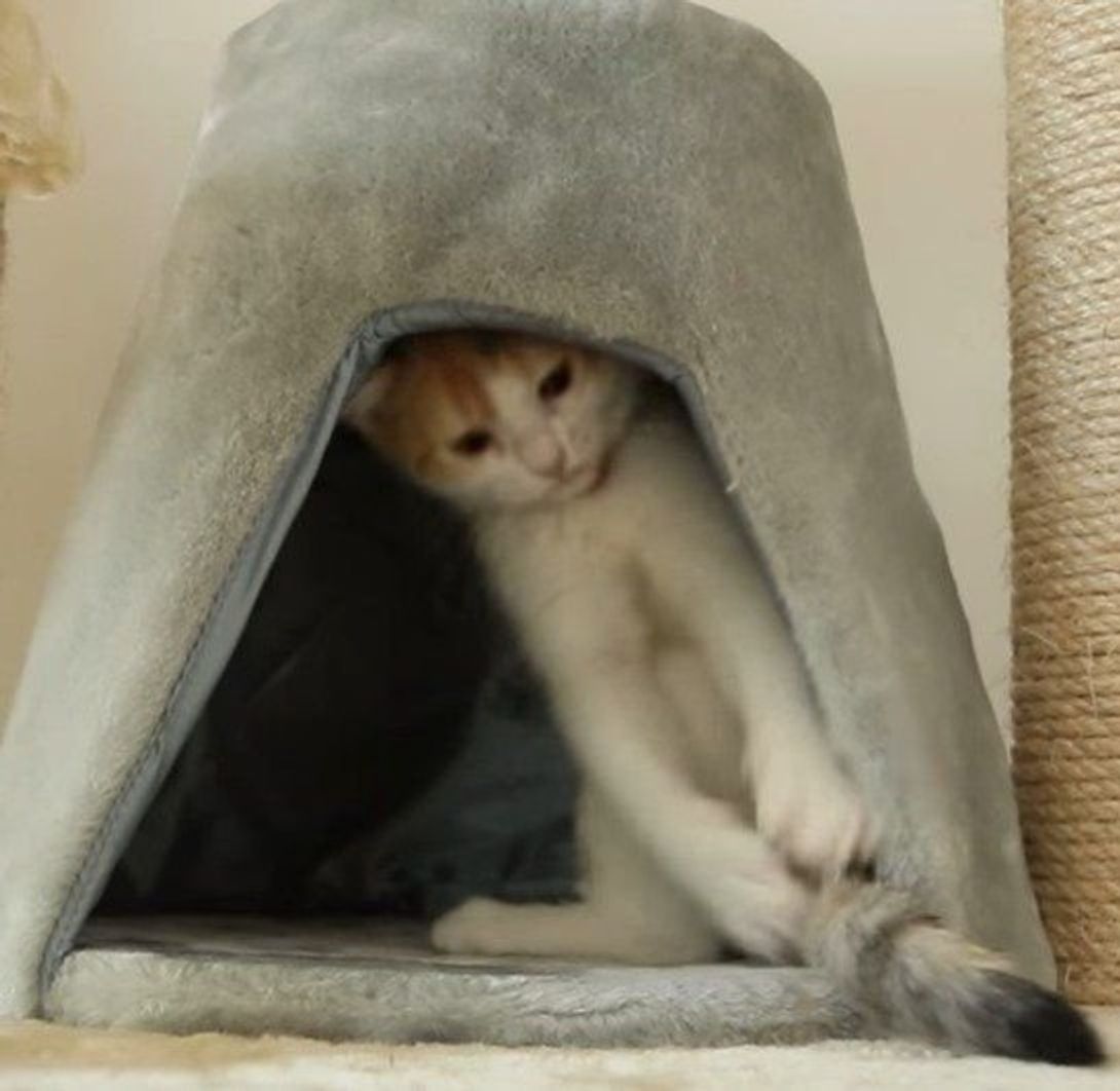 自分の尻尾をどうしても捕まえたい子猫 大暴れの末に ねこのきもちweb Magazine 自分の尻尾をどうしても捕まえたい子猫 大暴れの末に ねこのきもちweb Magazine