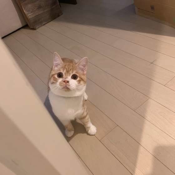 見つめるマンチカン