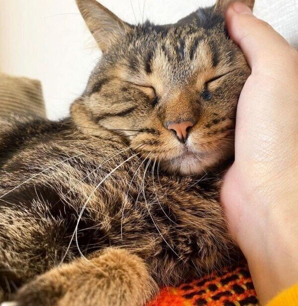 なでられて気持ちよさそうなきっとちゃん