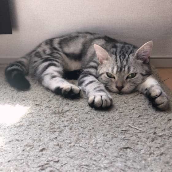 いじけているアメリカンショートヘア