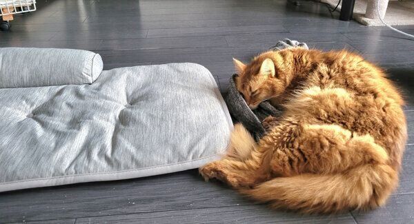 飼い主さんのパジャマの上でくつろぐ、しぴちゃん