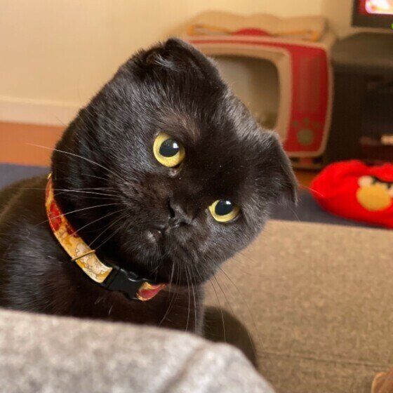首をかしげる猫（スコティッシュフォールド、メス）