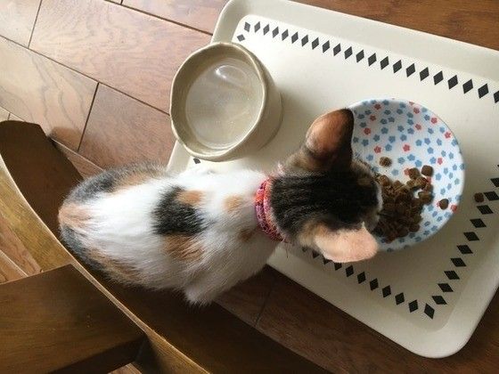 ゴハンを食べる猫
