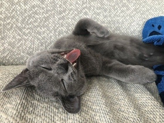 あくびする シャルトリュー