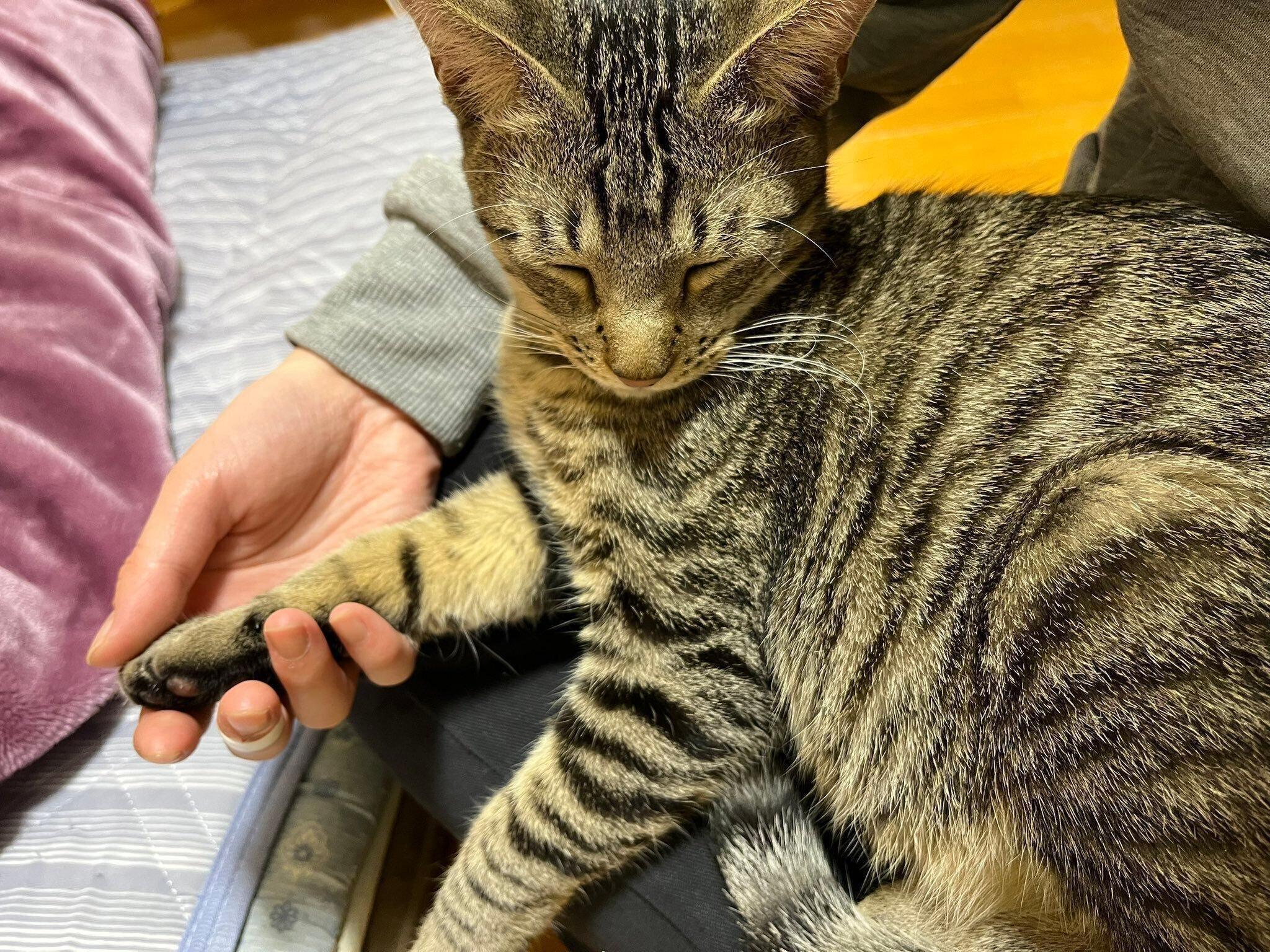 飼い主の膝に乗る猫