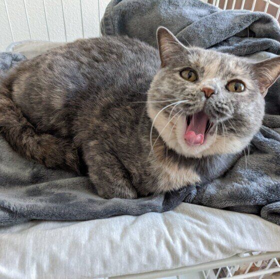 あくびをするマンチカン