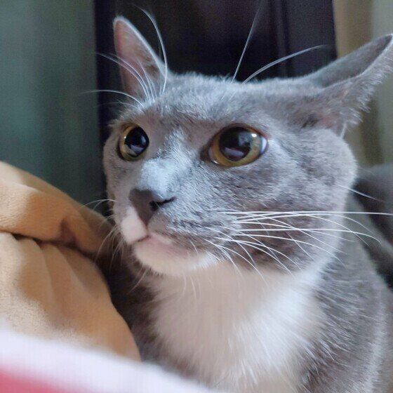 キラキラお目々のねこMIX