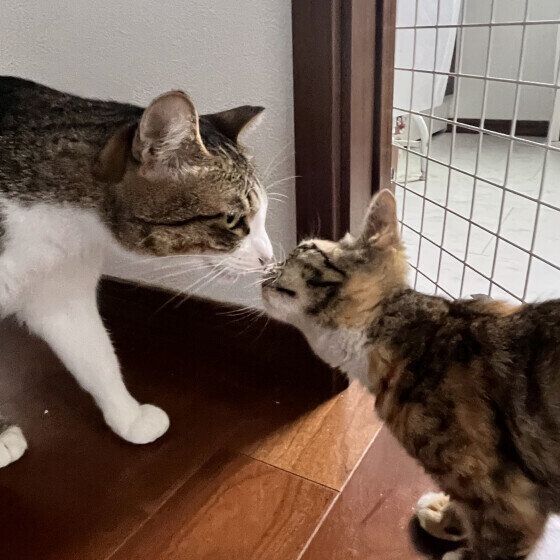 鼻チューするジュリアちゃん