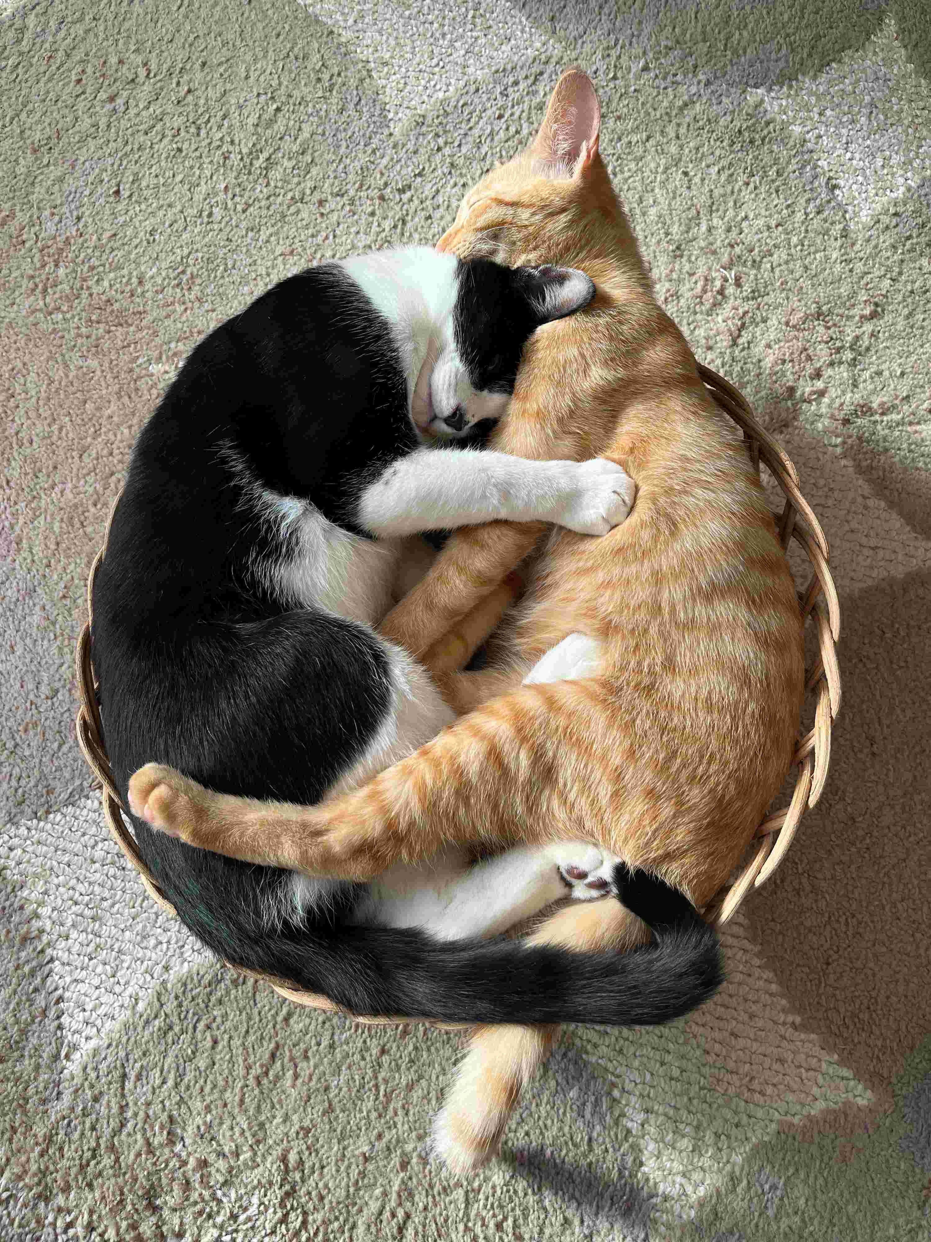 生後半年の2匹の子猫