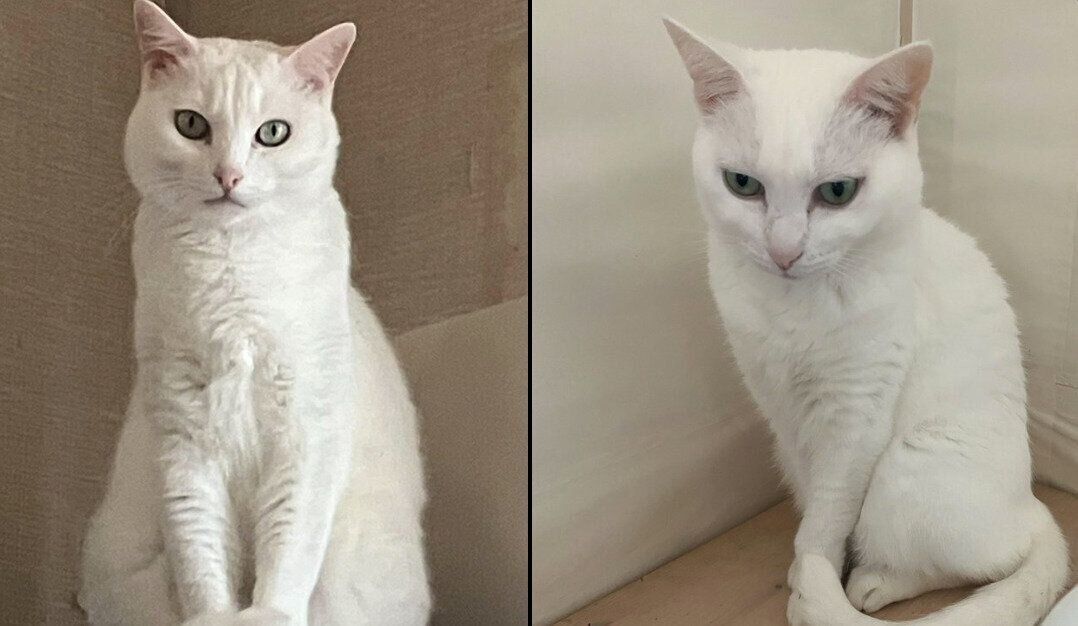 10才になった心ちゃん、空ちゃん