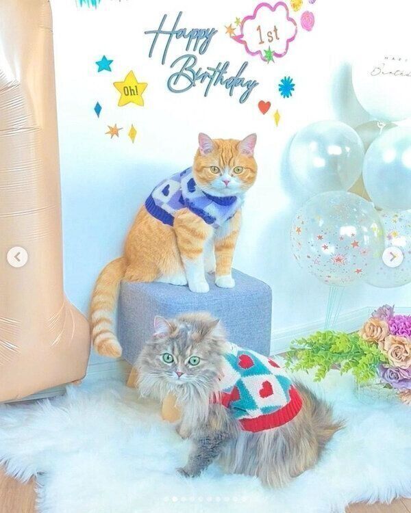 1才になったテテくん、モモちゃん