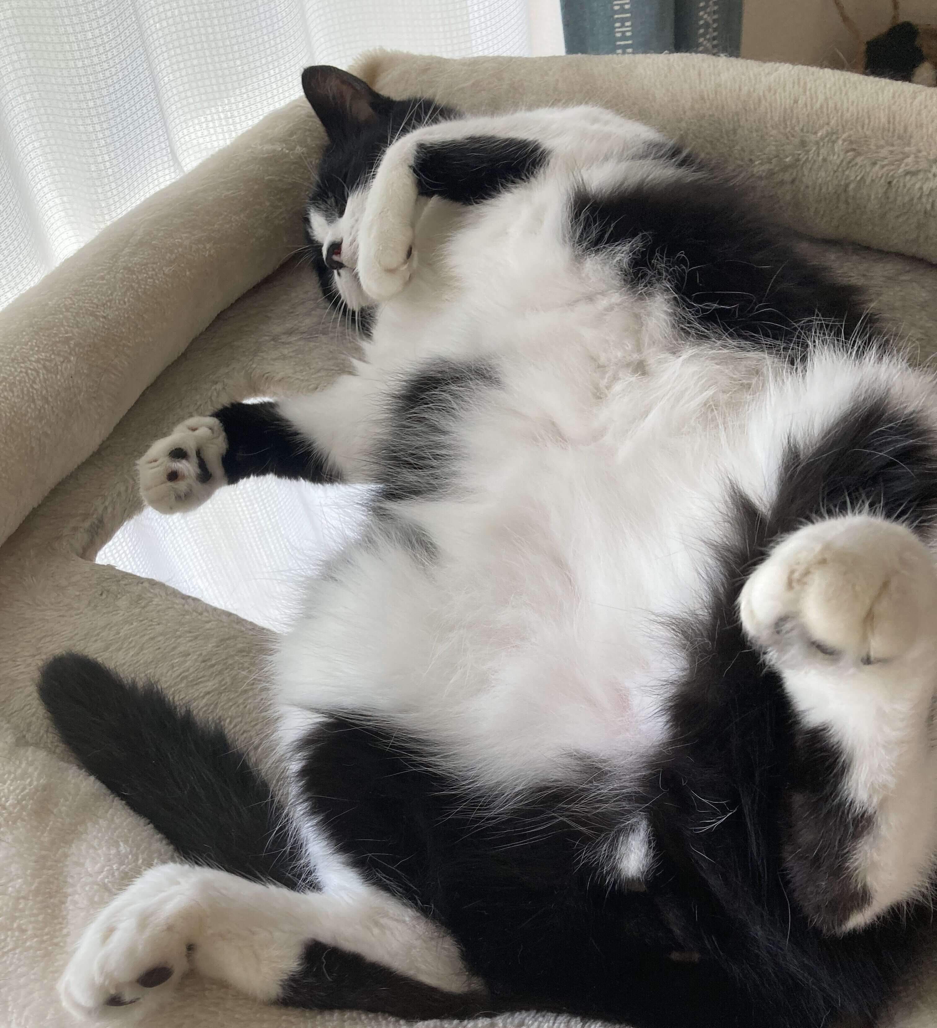 ヘソ天で眠る義勇くん。