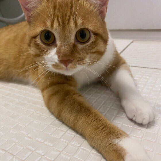 お風呂場にいる茶トラ