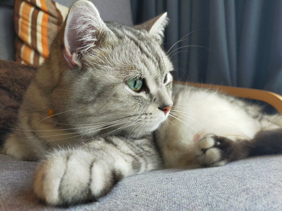 凛々しい顔に戻る猫