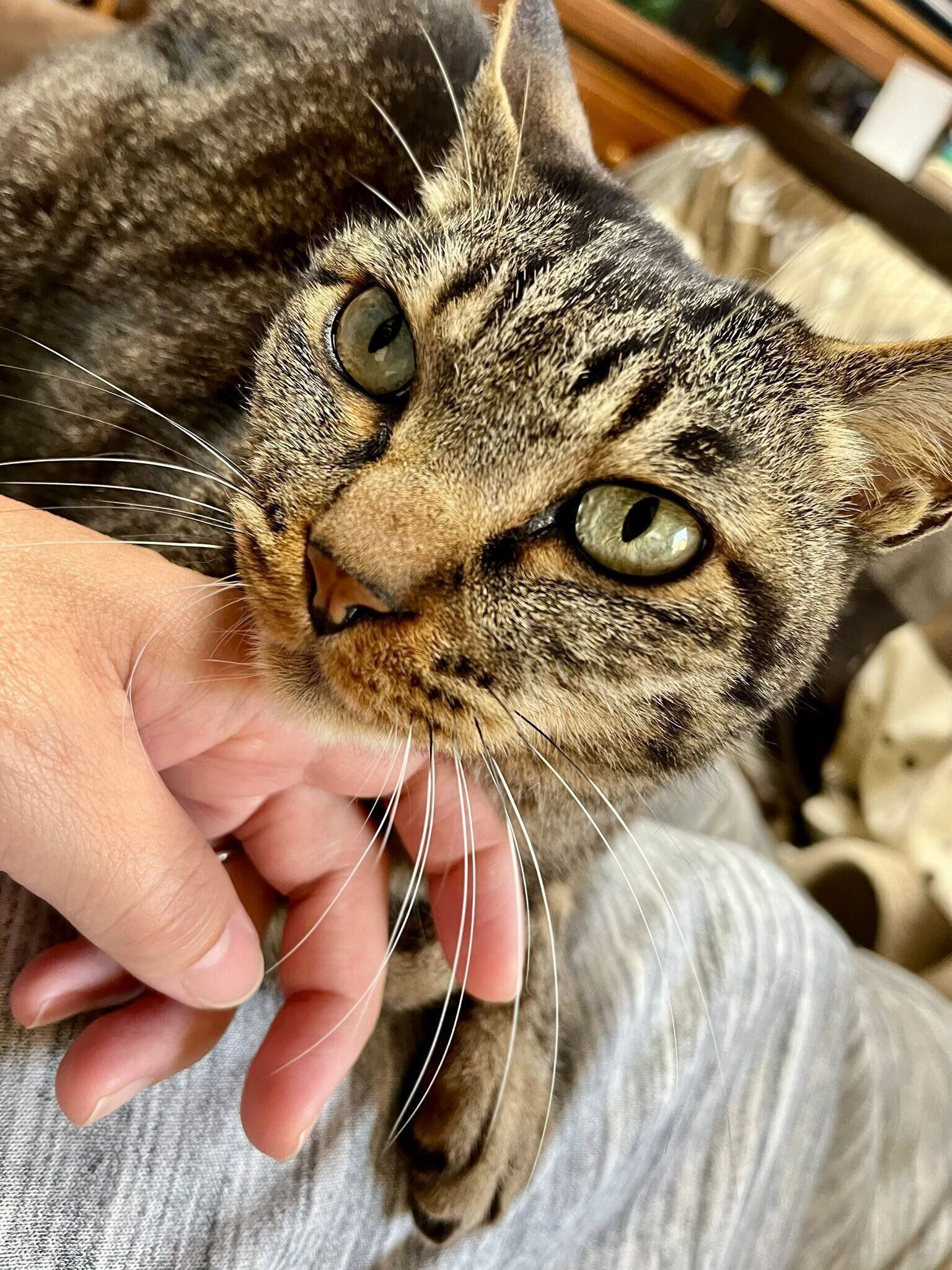 飼い主の手に顎を乗せるハジメくん