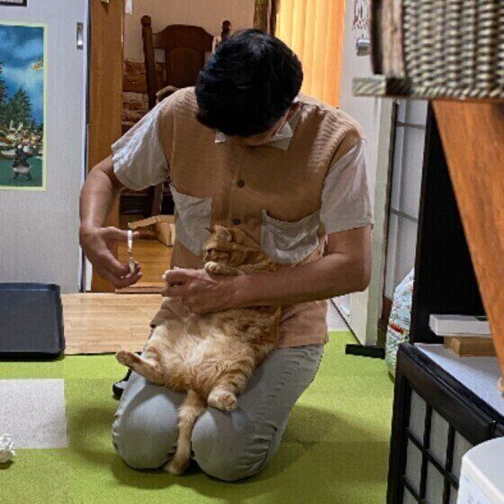 爪を切られるアメリカンショートヘアの女の子