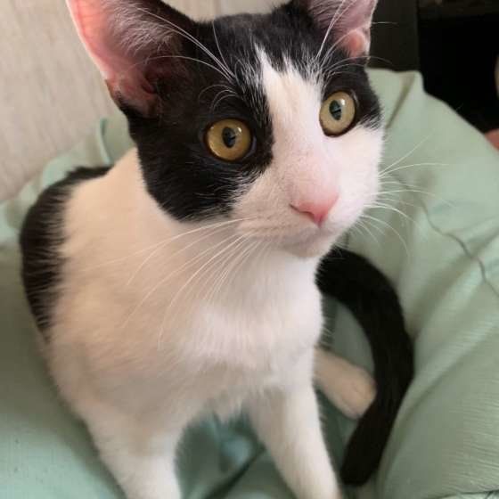 何かを見つめる猫