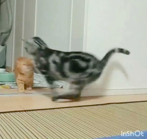 どっきり大作戦を実行するアメリカンショートヘア