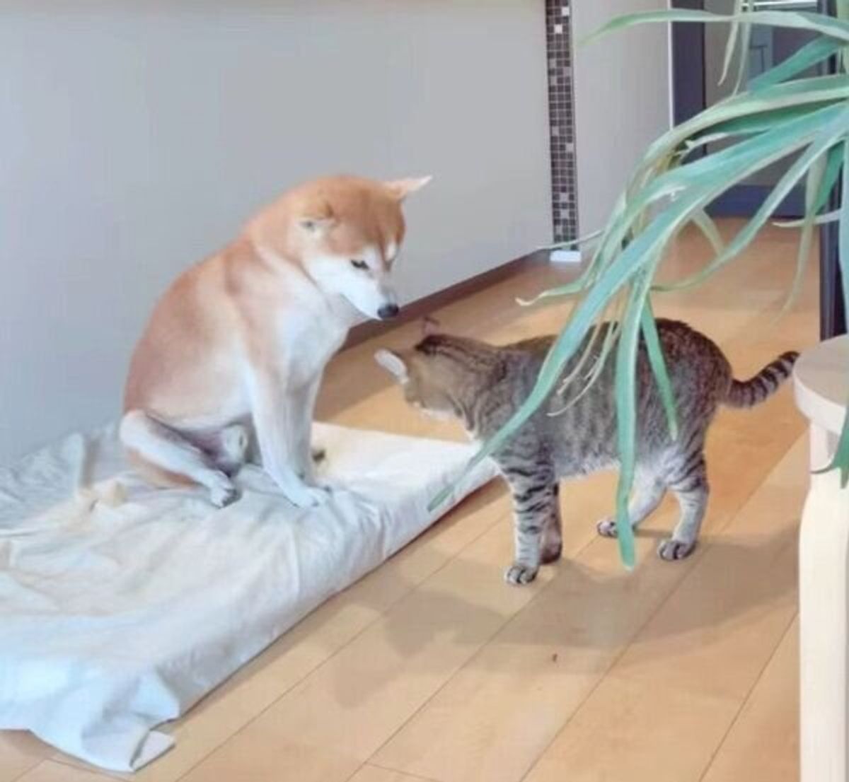 ついてこい って感じに見える 同居犬に空振りの猫パンチをする猫のナゾ行動に笑っちゃう ねこのきもちweb Magazine ついてこい って感じに見える 同居犬に空振りの猫パンチをする猫のナゾ行動に笑っちゃう ねこのきもちweb Magazine