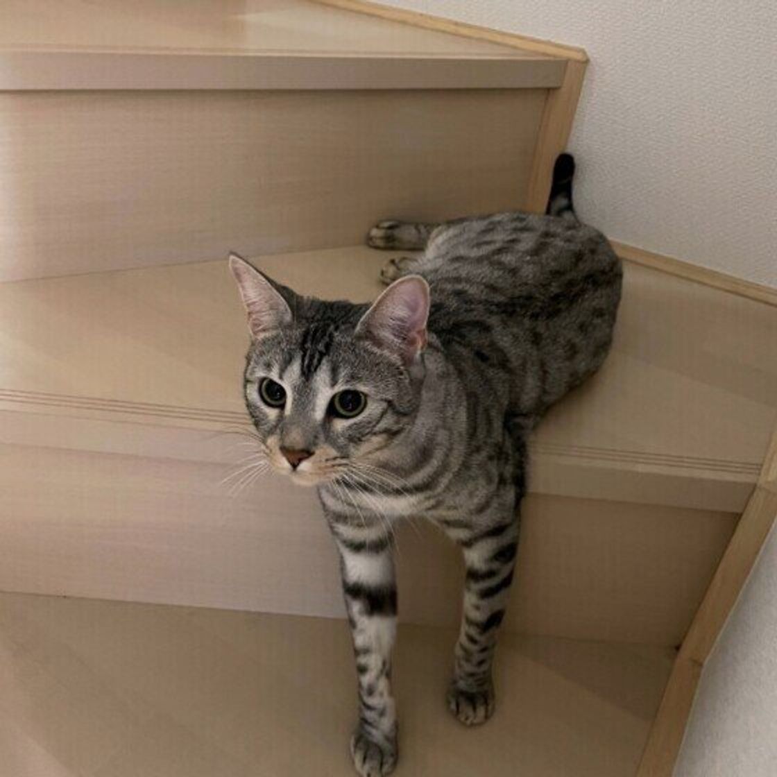 野性味が魅力 ベンガルヤマネコの血を引く猫種 ベンガル ねこのきもちweb Magazine 野性味が魅力 ベンガルヤマネコの血を引く猫種 ベンガル ねこのきもちweb Magazine