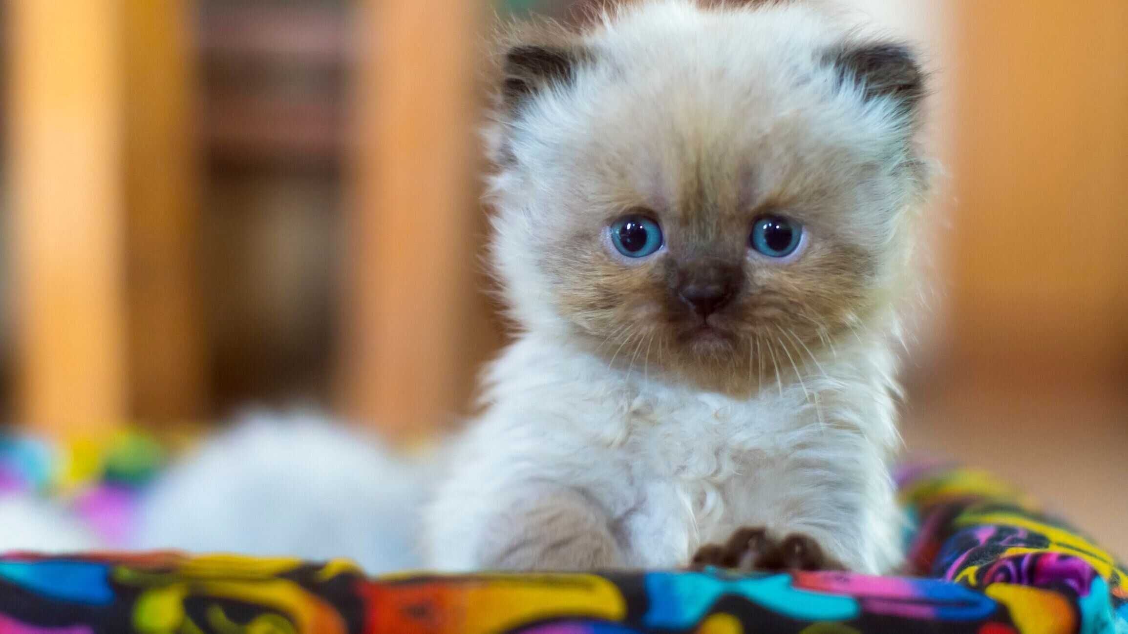 こちらをみつめる猫