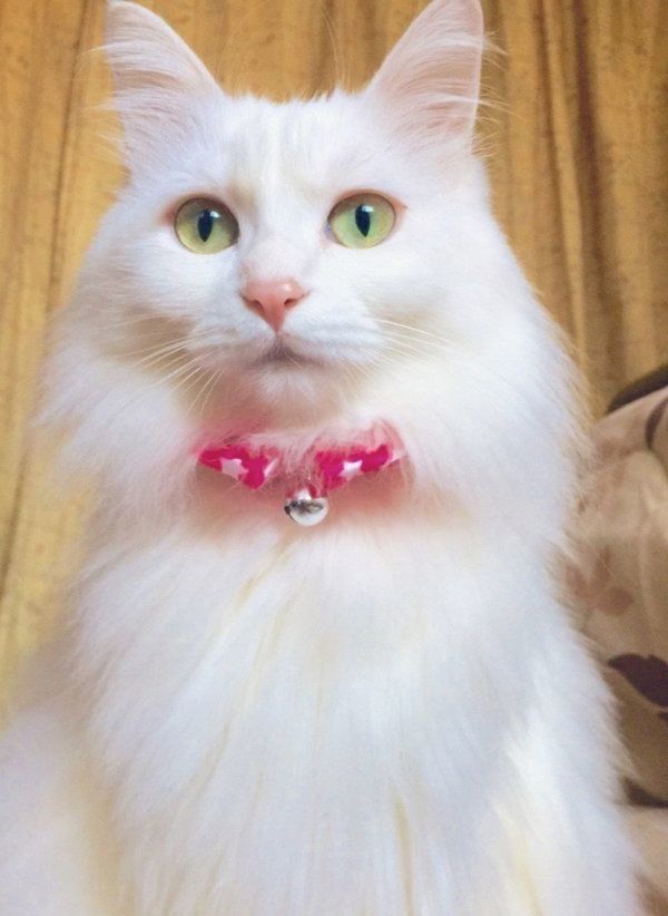 モフモフになったネムちゃん