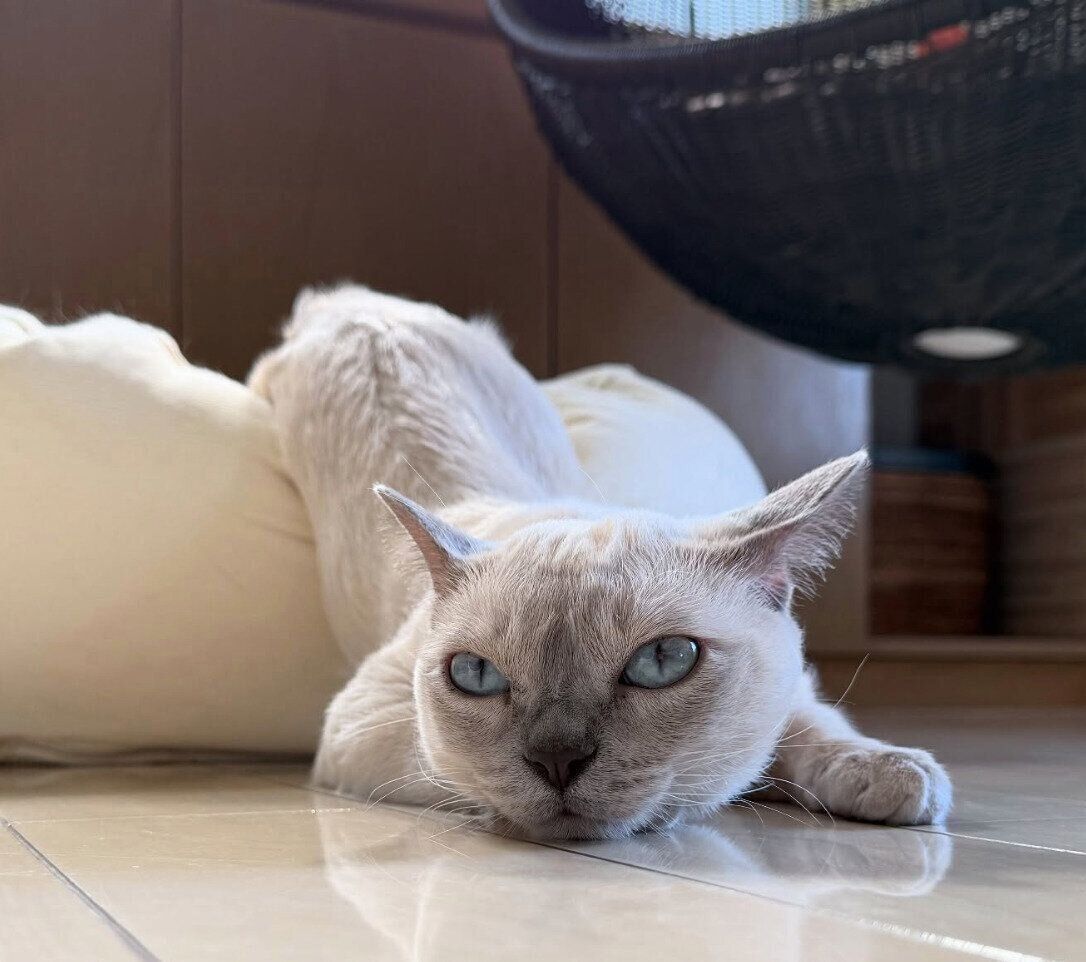 ベッドからニョロッと出るマハロくん