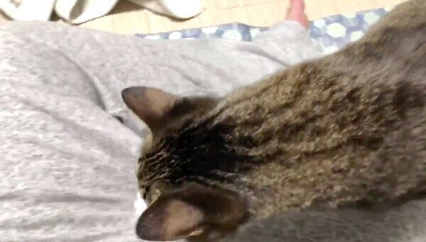 場所を移動するちゃむのすけくん