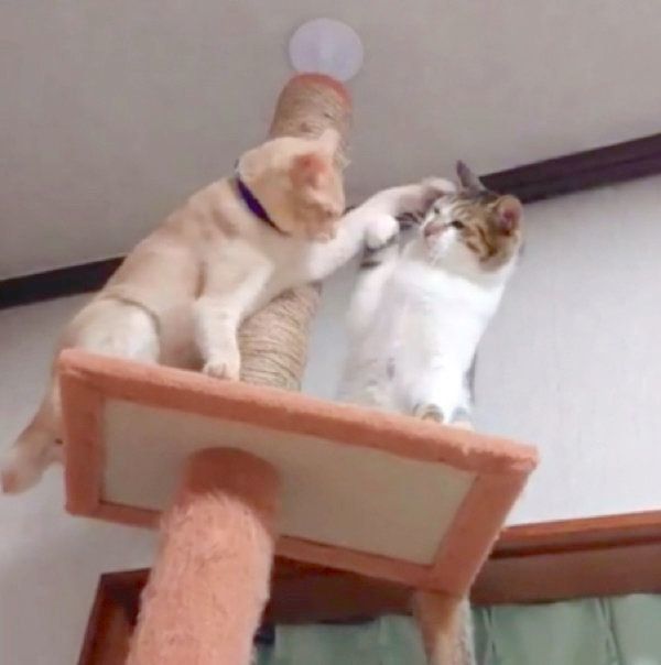 キャットタワーでバトルをする猫