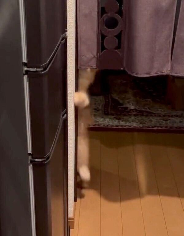 ジャンプするエマちゃん