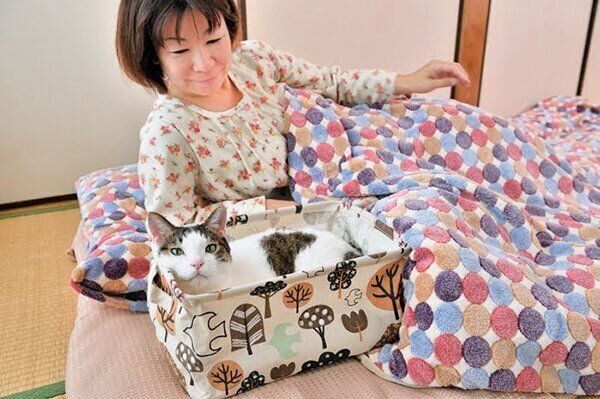 布団のそばでくつろぐ猫