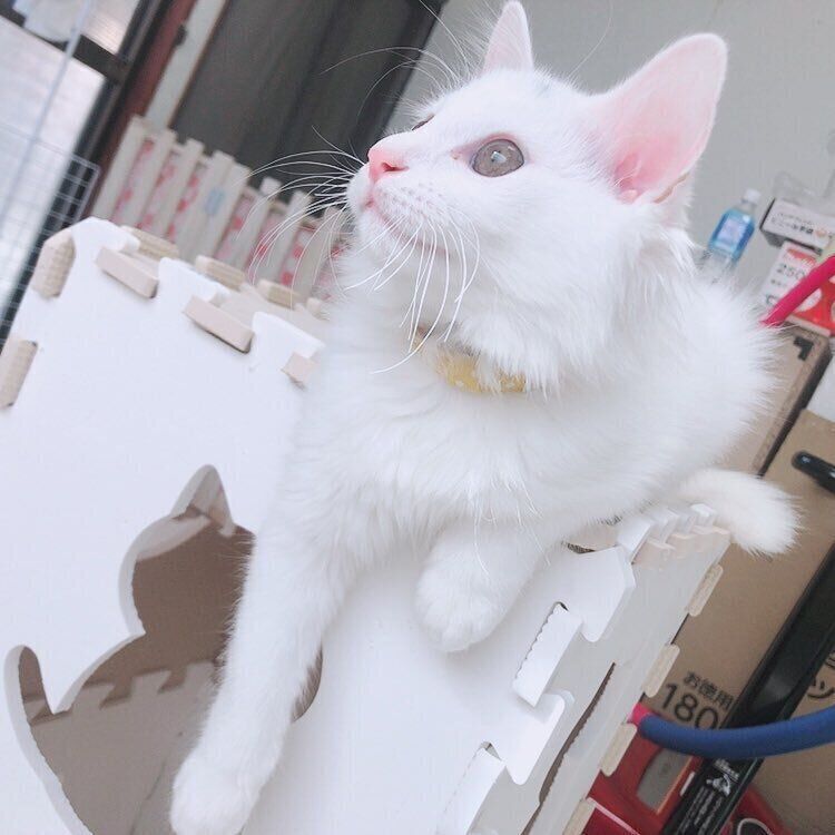 ジョイントマットの猫タワー