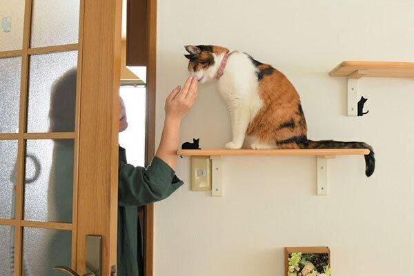 飼い主さんと猫