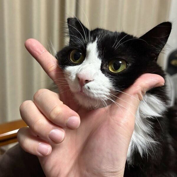 Vに収まるテトちゃん