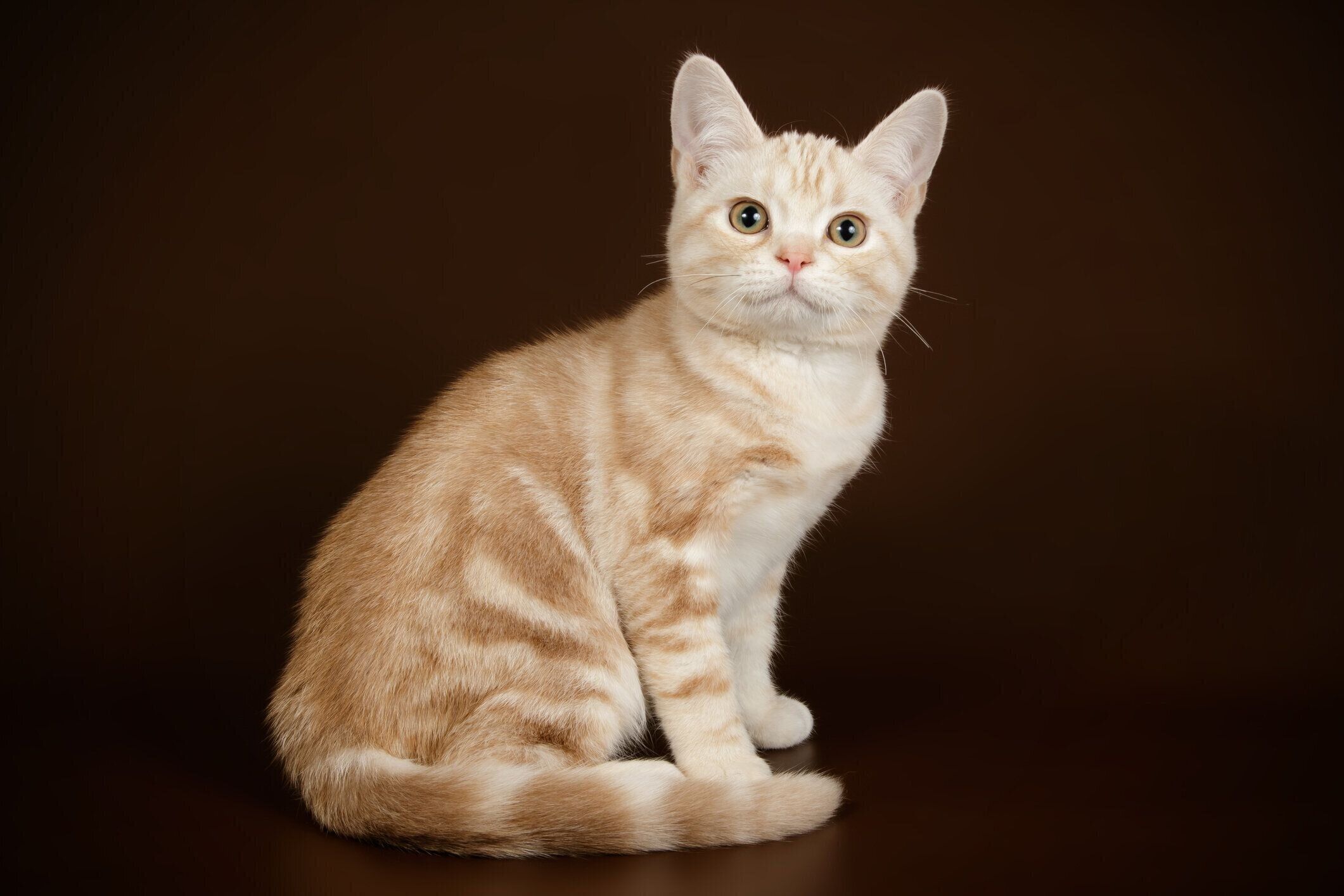 アメリカンショートヘア