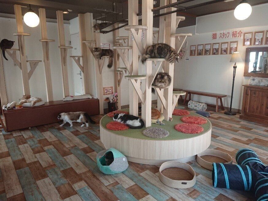 ウッディな店内で自由気ままな猫たち