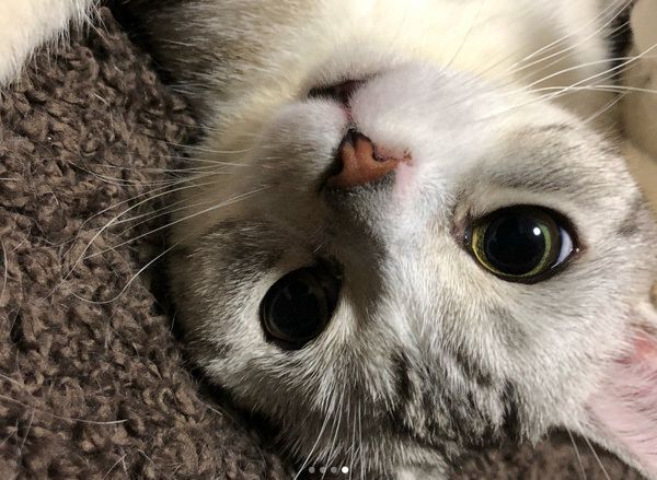 しぐさがあざとすぎる猫