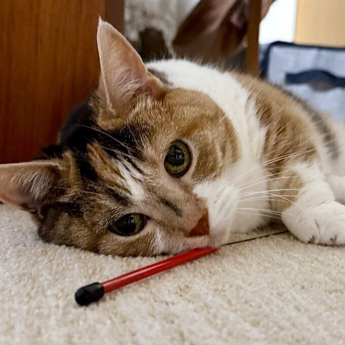 おもちゃを抱えるはなちゃん