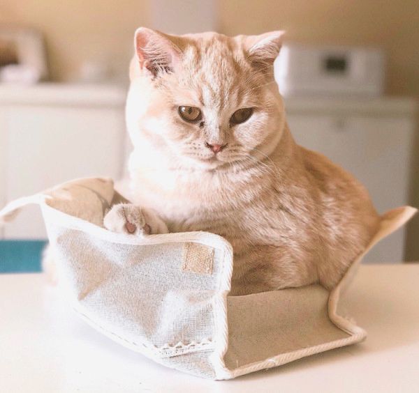 暑さに敏感な猫