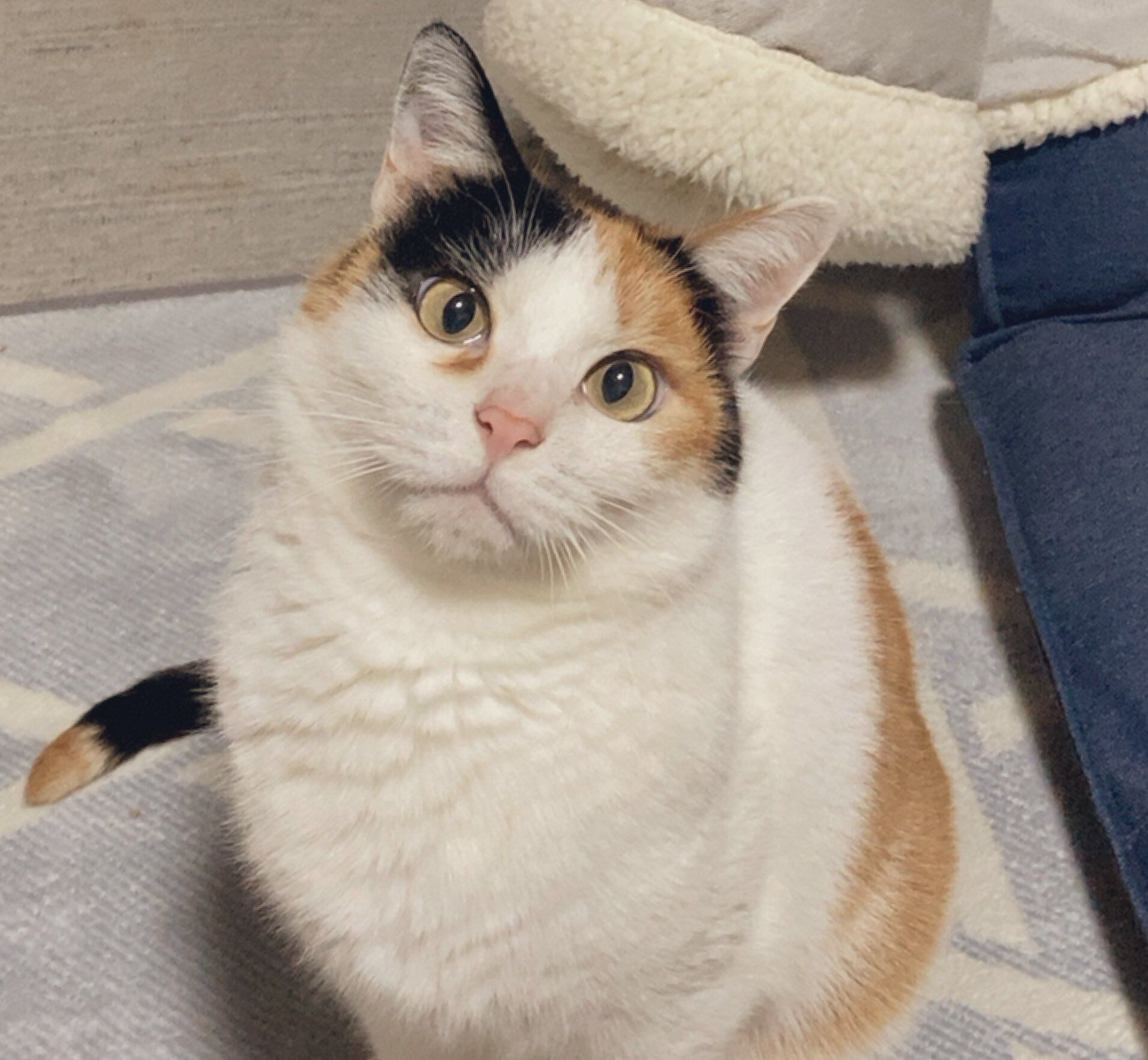 室内にいる6才の猫