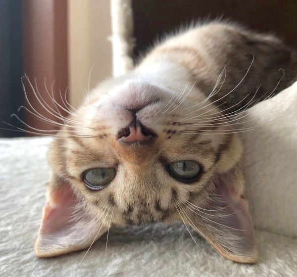 くつろぐコルちゃん