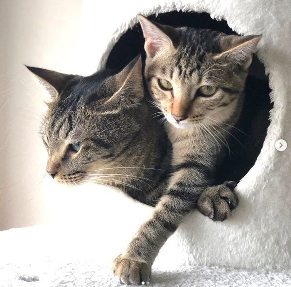 寄り添うサボちゃんとコルちゃん